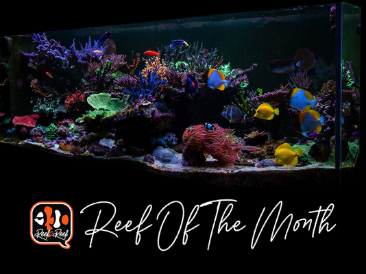 REEF OF THE MONTH - July 2022: Maroun.C's 1250-gallon SPS Dominant Reef System