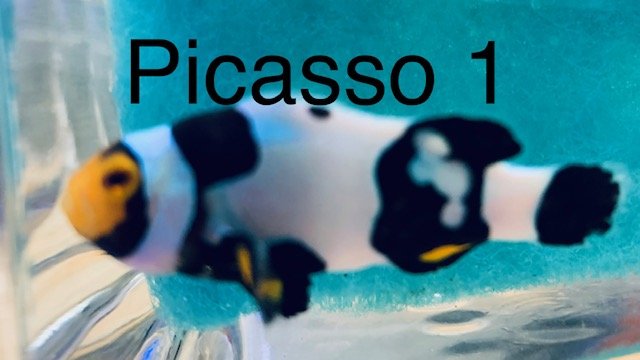 PICASSO 1.jpg