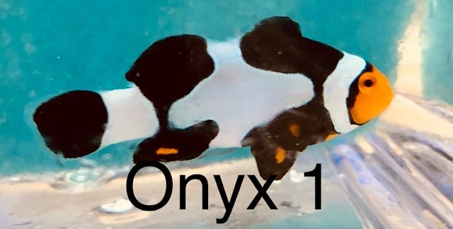 ONYX 1.jpg