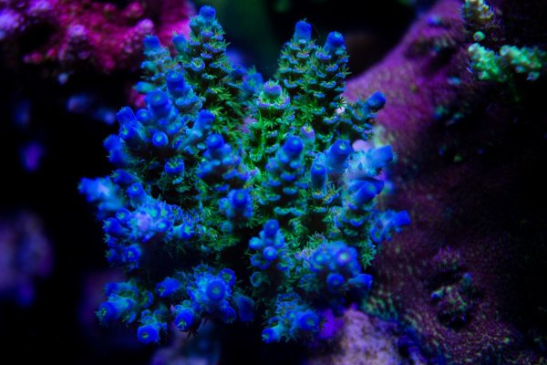 Sexy Corals Orange Passion.jpg