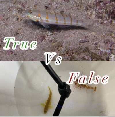 Sand Sifting Gobies: True vs False… what’s the difference?