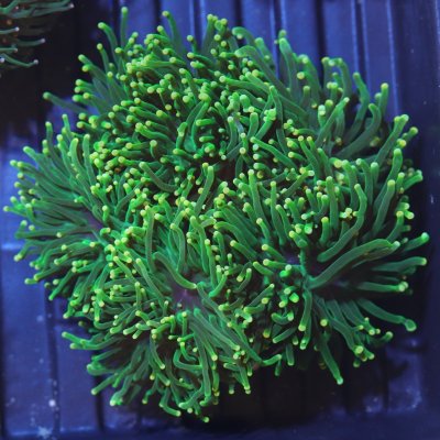 Torch- Green with Yellow Tip.JPG
