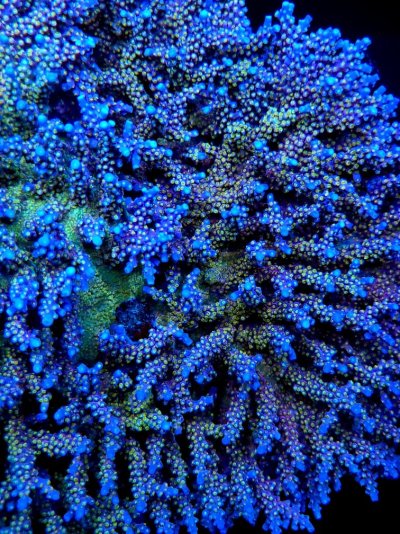 coral fireworks.jpg