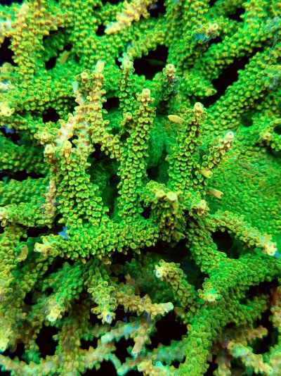 coral tropicana.jpg