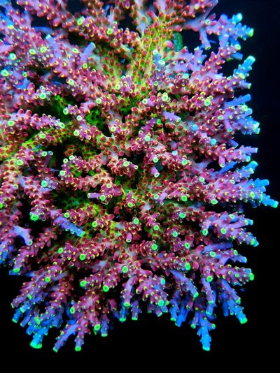 coral arcoiris.jpg