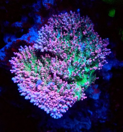 coral pinky.jpg