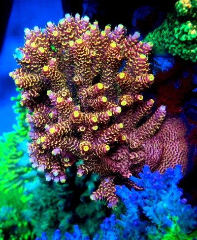 coral halo.jpg