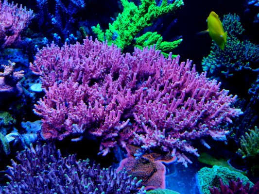 coral candyland.jpg
