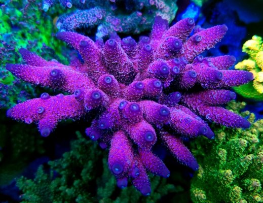 coral eisenberg.jpg