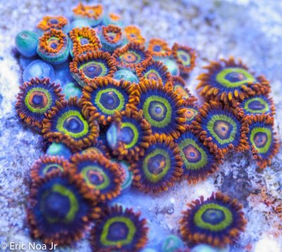 Corals 02-29-16-2.jpg
