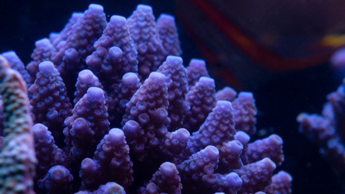 coral 21.jpeg