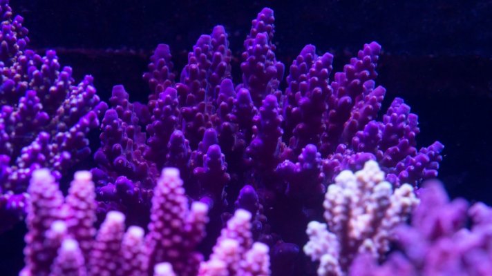 coral 19.jpeg