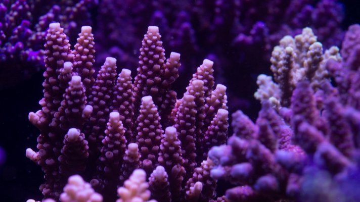 coral 18.jpeg