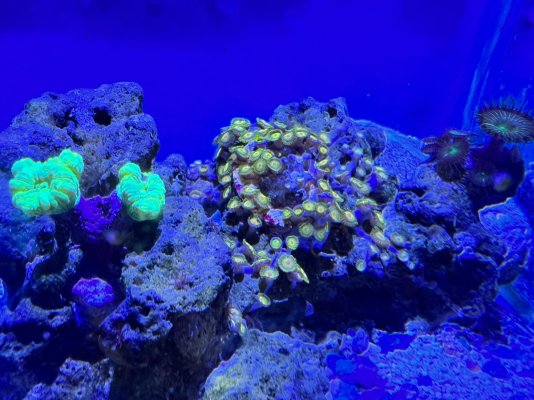 zoas.jpg zoas.jpg