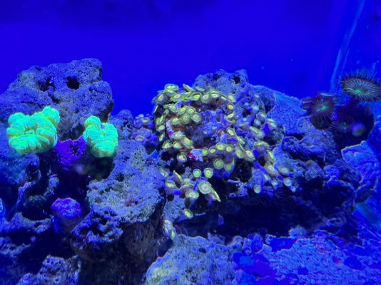 zoas.jpg