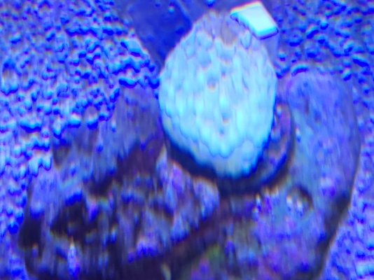 White Alveopora.jpg