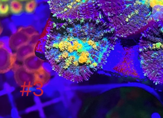 C650B891-3D65-4BCF-9BD4-B83B67451114.jpeg C650B891-3D65-4BCF-9BD4-B83B67451114.jpeg