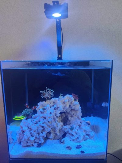 Reef.jpg