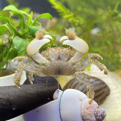 pom-pom-crab-freshwater-943663_1024x1024.jpg