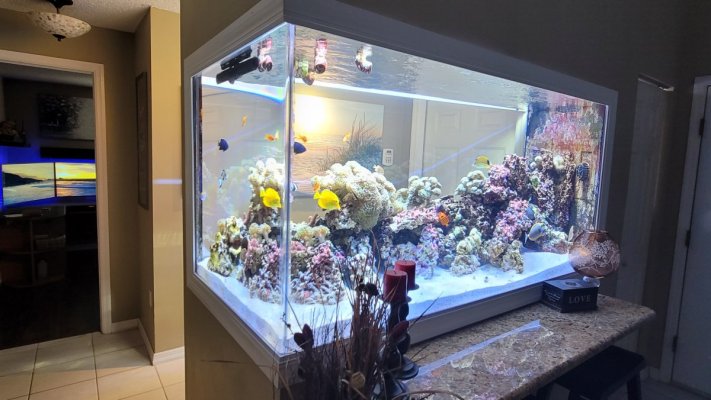 REEF OF THE MONTH - October 2022: Joe's 400-gallon Majestic Sunlit Reef (A Living Memorial to Kelly)