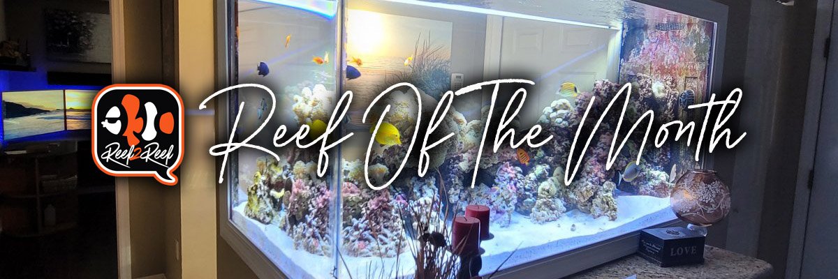 Reef of the month banner.jpg