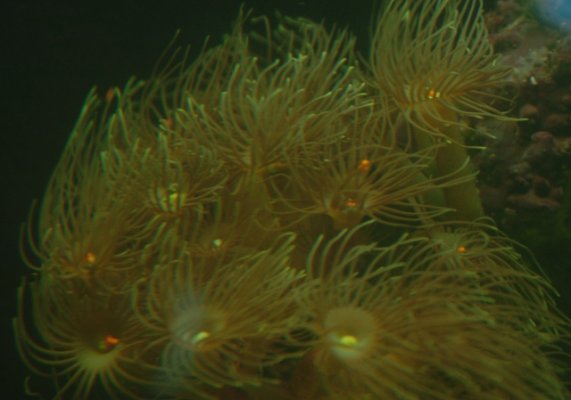 Yellow Zooanthid Spawning A.JPG