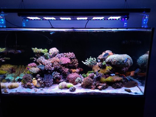 Reef Flare Pro tank.jpeg