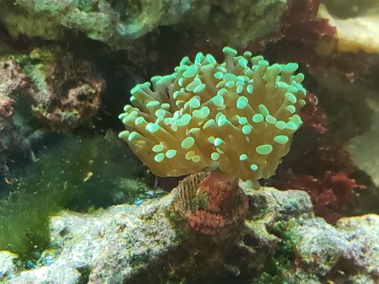Green Hammer Coral 2022 10.jpg