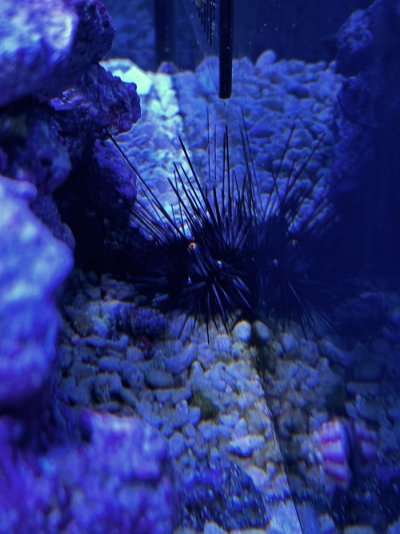 Long Spine Sea Urchin.jpg