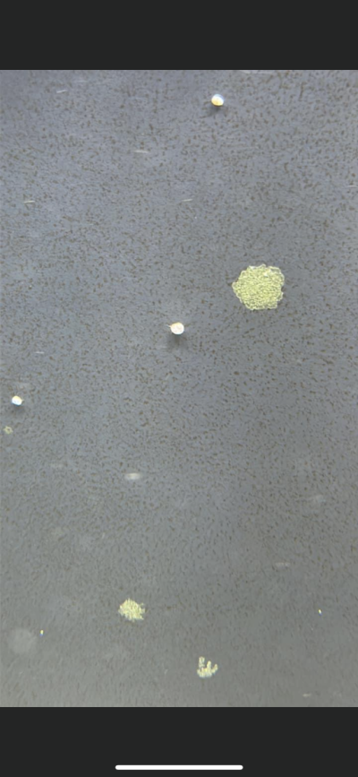 0732CA4A-73EF-4770-8A63-C8407A3CAE11.png