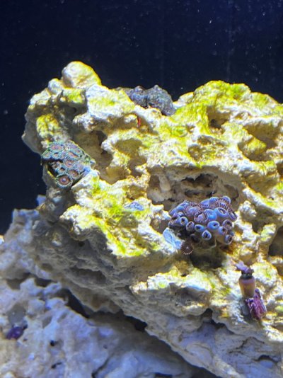 Added zoas and paly.jpg
