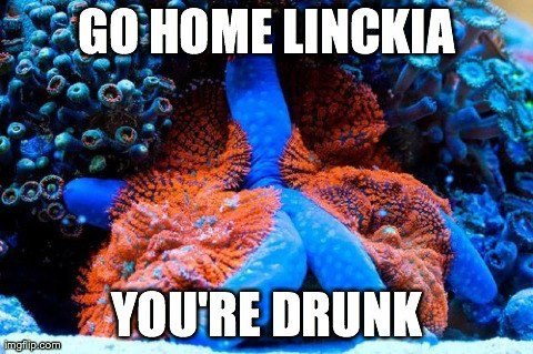 Go-Home-Drunk-Linckia-Starfish.jpg