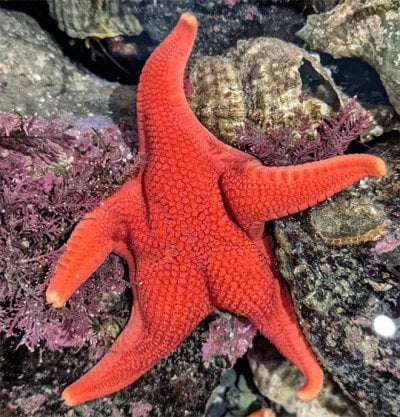 starfish-butt18.jpg