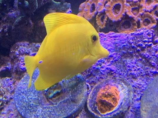 Fish Yellow Tang.jpg
