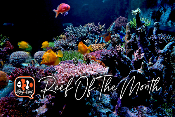 REEF OF THE MONTH - November 2022: Samsreef's 340-gallon Mixed Reef! Hobby, passion, obsession!