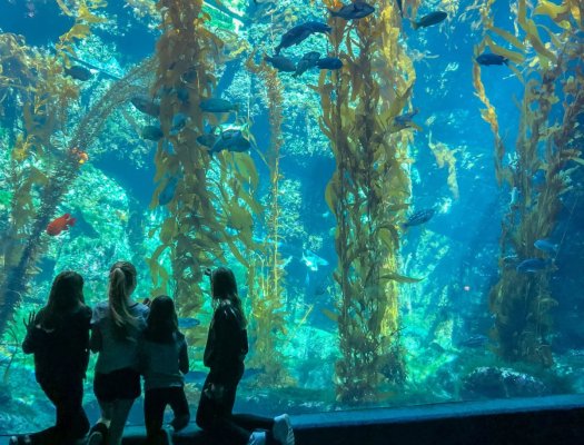 birch-aquarium-la-jolla-scaled.jpg