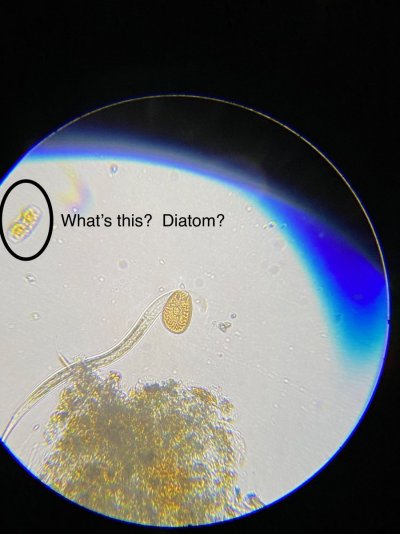Dino Diatom ID.jpeg