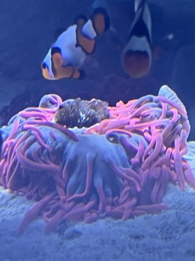 anemone.jpg