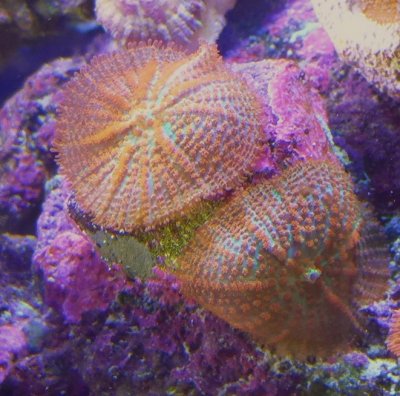 Nuclear Chernoble mushroom  twins.JPG