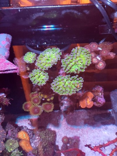 Reef Pics 5.jpg