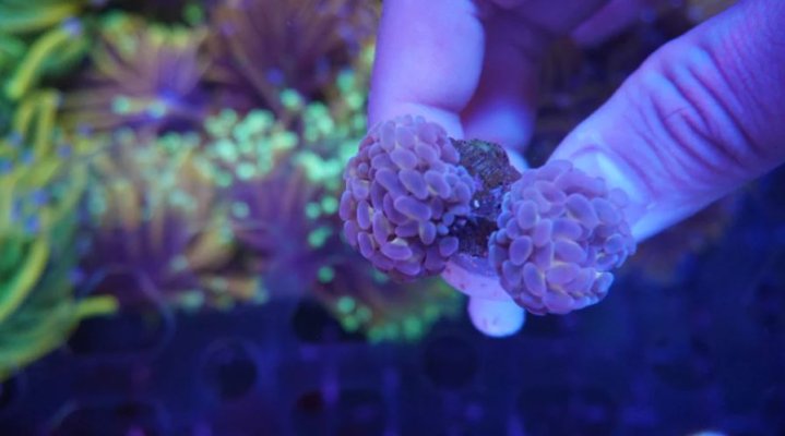 2H Purple Branching Hammer.JPG 2H Purple Branching Hammer.JPG
