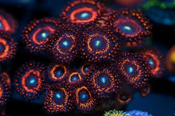 Illuminati Zoanthid.JPG Illuminati Zoanthid.JPG
