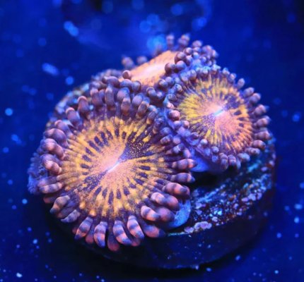 Pandora Zoanthid.JPG