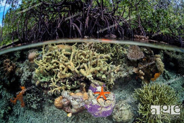 coral mangrove 2.jpg