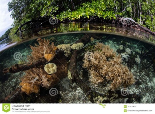 coral mangrove 3.jpg