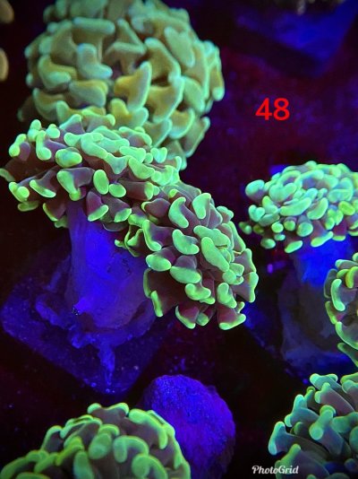 8FC70EED-5CB5-4078-A706-2F5D197DB0F0.jpeg 8FC70EED-5CB5-4078-A706-2F5D197DB0F0.jpeg
