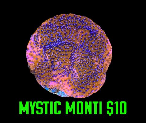 3 mystic monti.jpg