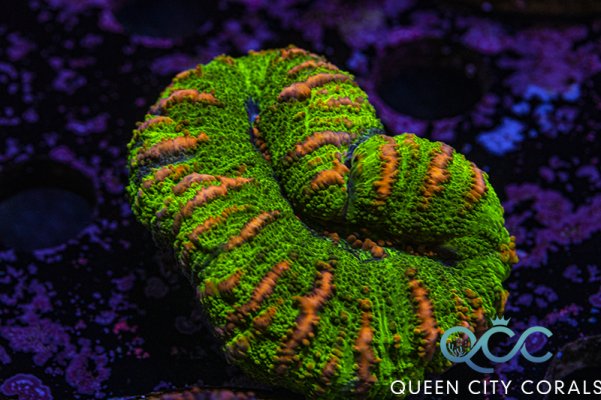 Jumbo Green Tiger Stripe Button Scoly