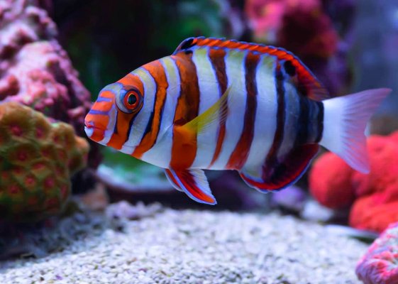 harlequin-turkfish-in-aquarium_Jim-Beers_Shutterstock.jpg