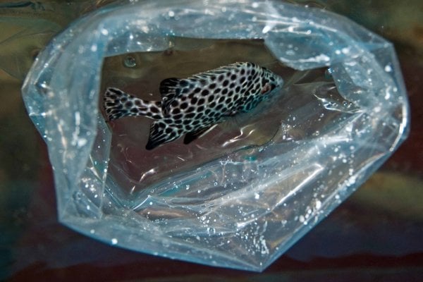 Top down view of a fish acclimating in a plastic bag with a floatation collar.jpg
